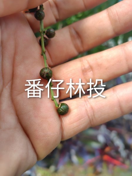 多納六秀 京大山2957518