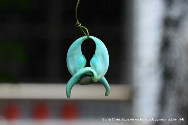 自然界不真實的Tiffany Blue花色     2026 D0407 ｜ 綠玉藤