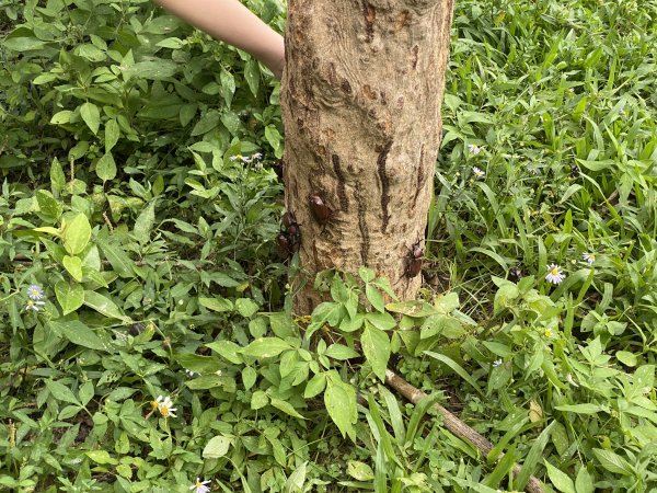 20240616觀音觀鷹尋寶任務福隆山登山步道、林梢步道、牛港稜山登山步道2535552