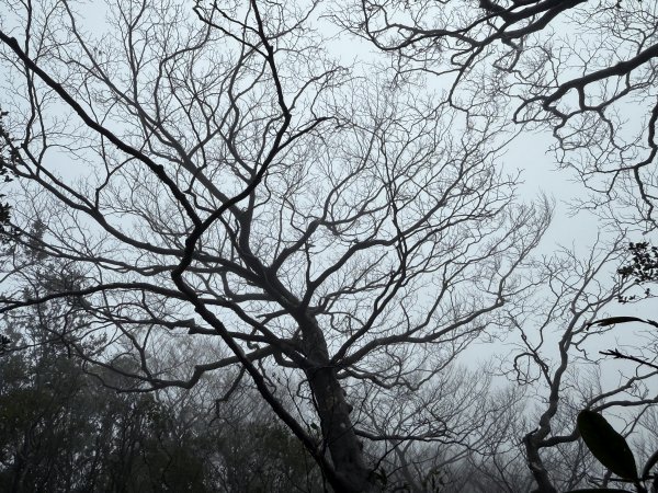 山毛櫸掉光光的 卡保逐鹿O繞 202511152937460