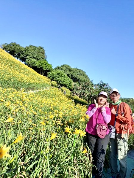 虎山巖賞金針花順撿基石    2025.5.142789454