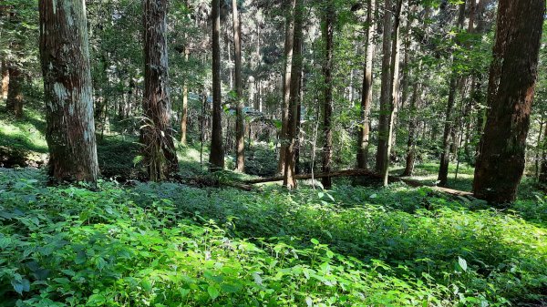 《南投》竹林台灣杉｜溪頭山竹崙山志騰山O繞202302182035904