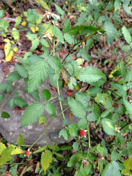 東埔走八通關古道訪龍貓公車繞對關山O型2962778