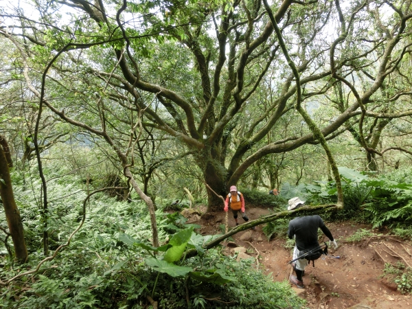 大屯山西峰．南峰．大屯坪94828