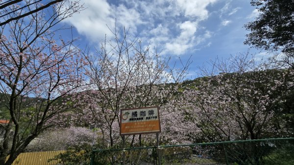 搭公車下車即抵達，台北市賞櫻最後一波，橘咖啡及內厝溪櫻木花廊的吉野櫻即將大爆發，要去要快，大崎頭步道2734723