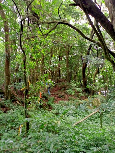 烏來美鹿山南峰→拔刀爾山→高腰山→美鹿山→美鹿山南峰1471870