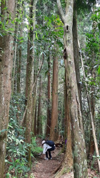 《苗栗》短美清幽｜二本松山丸田砲臺遺址及巨人之手202407202555129