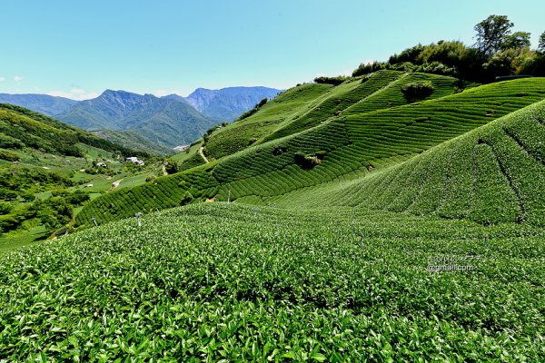 【嘉義】連綿茶園連綿山.梅山鄉太和大風嶺--全台最美最大茶園