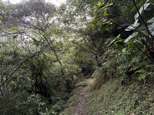 [微笑山線_第八段] 2026_0411 二格山系_西帽子岩3034939