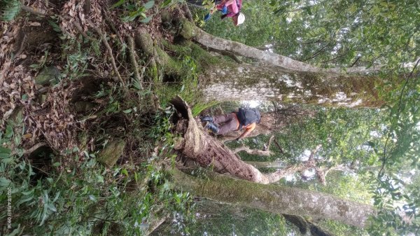 逐鹿卡保山賞一葉蘭2760882