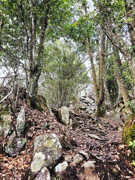 波津加山-谷關七雄(老四)3015182