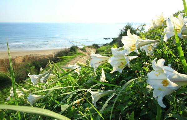 初夏北海岸的山花亂舞-麟山鼻的台灣百合125496