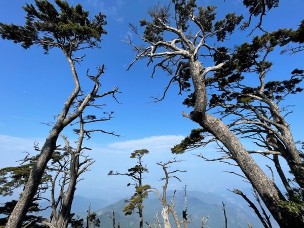 見證最美麗北大武山雲海、鐵杉1318867