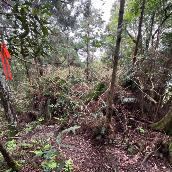 20250421_向天湖山步道（苗栗小百岳）2855816