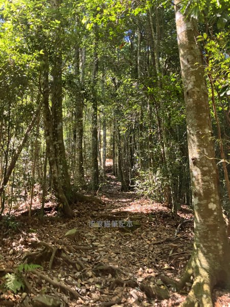 【谷關七雄】八仙山主峰步道2894862