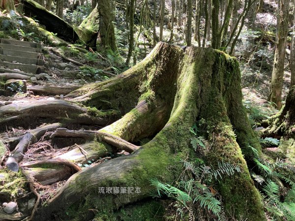 【谷關七雄】八仙山主峰步道2894878