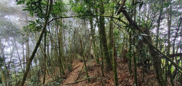 2023-11-25溪頭鳳凰山步道2361002
