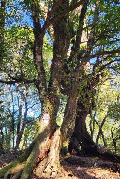 【中級山縱走】羅馬縱走，走進神木的夢幻童話森林世界2943228