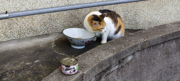 2025/05/31_烘爐地登山步道(南勢角山)2801422