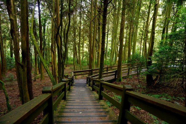 檜山巨木森林步道481566