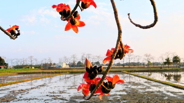 《臨江仙。木棉春色》2735246