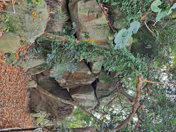 20240201故宮-狗殷勤古道-平菁街賞櫻-溪山百年水圳步道-平菁步道2458463