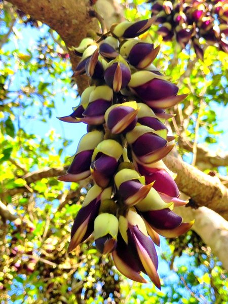 血籐大亂鬥3015544