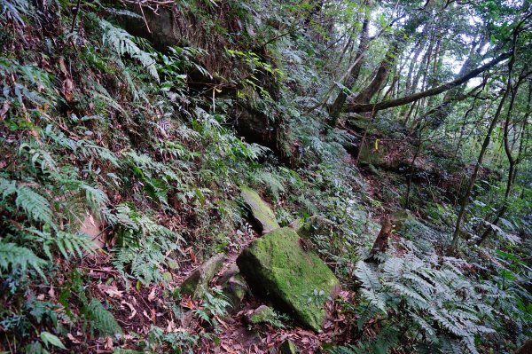 新竹關西鎮 水田林道之貴妃&那結山連走1539760