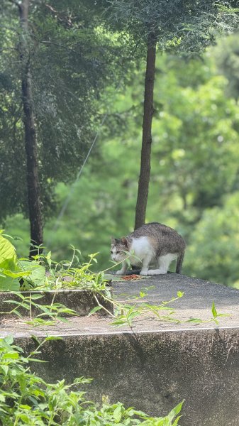 20250517鳶山2791952