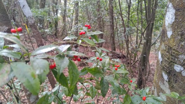 雪見遊戲區盡尾山二本松山2702675