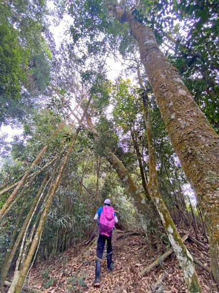 坪林林道、線浸林道登線浸山、樟湖山、馬路麻山  2021/4/161350705