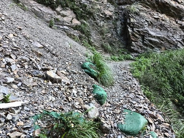 [玉山尋寶任務-07/12] 2025_0824 八通關雲龍瀑布步道2870610