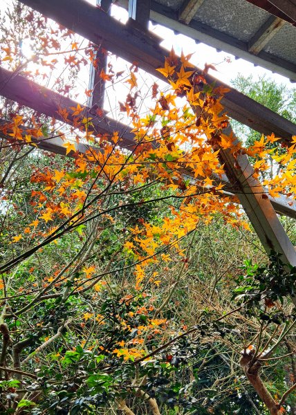 112/1/8苗栗縣頭屋鄉曲洞宮-墨硯山北峰-墨硯山-曲洞宮O型1992909