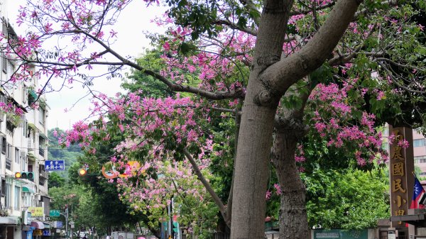 台灣欒樹,淡水紅樹林2605667