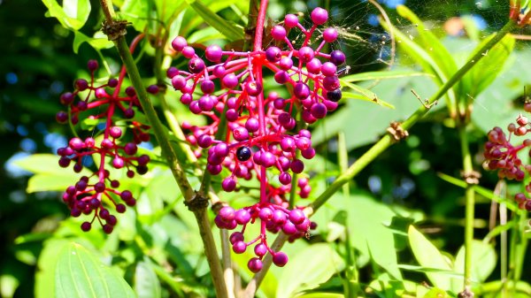 《蝶戀花。酸藤一生》2723360