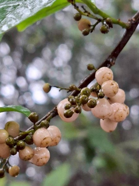 12/27（六）🌈石門水庫~溪洲山（小百岳）✨FB：熊熊趴爬走🌈2971210