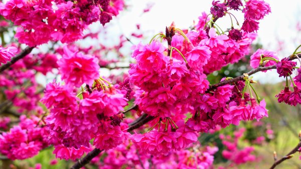 《蝶戀花・賞墨染櫻》2716449