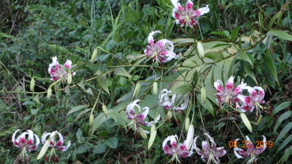 補考 - 艷紅鹿子百合656625