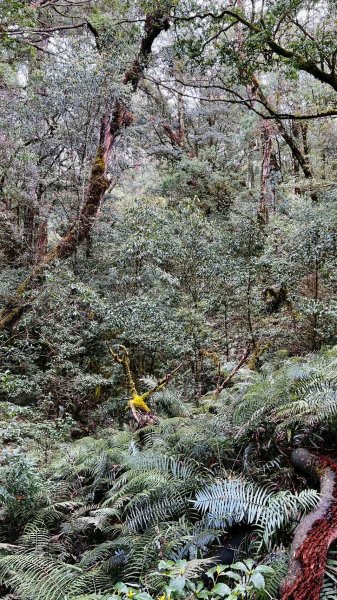 🌈4/13（日）（三）魔法森林-塔曼山~FB：熊熊趴爬走🌈2761298
