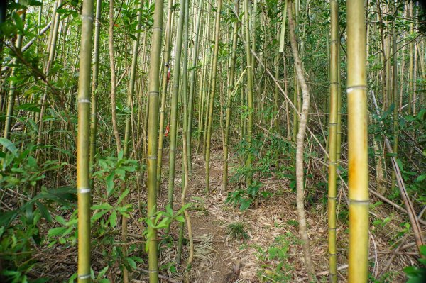 新竹 關西 馬武督山2914165