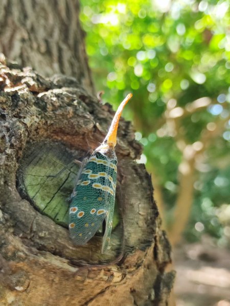 後花園散散步2879347