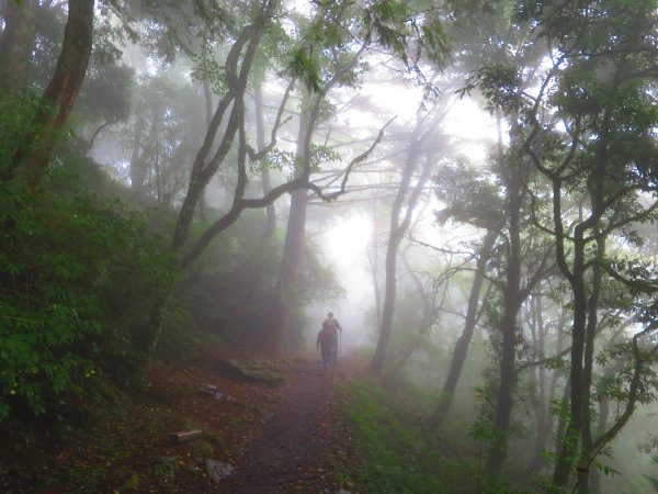 【新竹】觀霧迷幻森林：檜山巨木群步道1111950