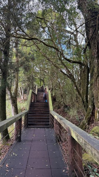 1150301溪頭天文台步道3008341