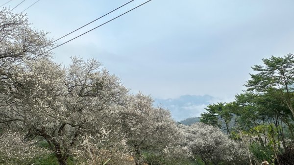 九份二山 集集大山 九尖賞梅2695248