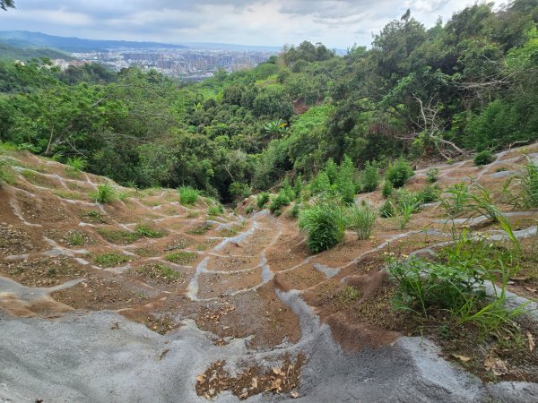 台中大坑頭嵙山（大冠鷲／木蜂／五色鳥／血藤花／鳳凰花）2796613