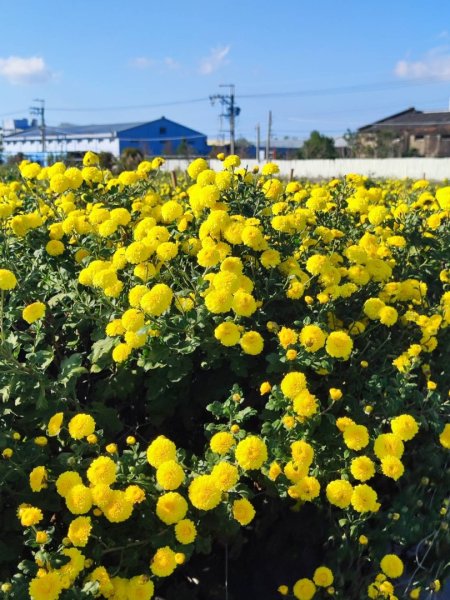 三義三通嶺-銅鑼杭菊（古道巡禮類環島小探險近25K）2957945