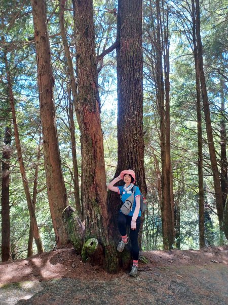 【台中和平】雪山神木步道x小雪山天池步道2933125