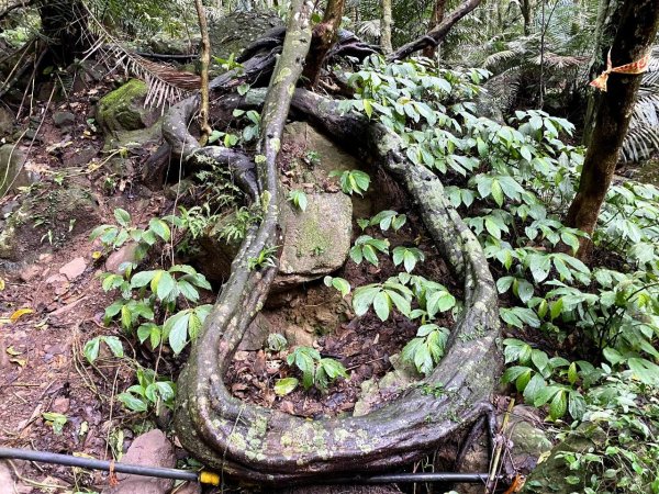 🌈3/16（日）內灣馬胎+南坪古道~內灣老街與合興愛情車站 FB：熊熊趴爬走🌈2737818