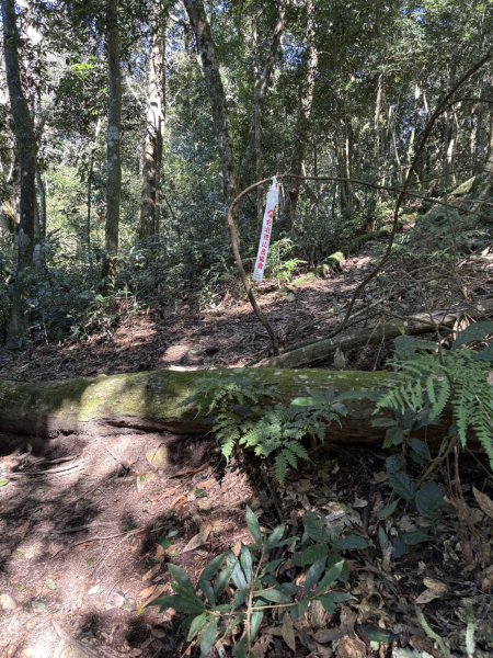 20251116鳴海山、網子山登山步道2938372