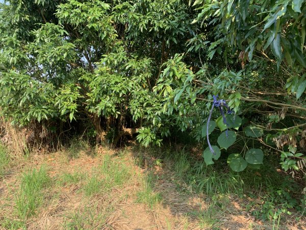 20251115高雄大坪頂2938120